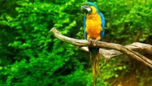 panama_brand_adventures_design_communication_advertising_parrot
